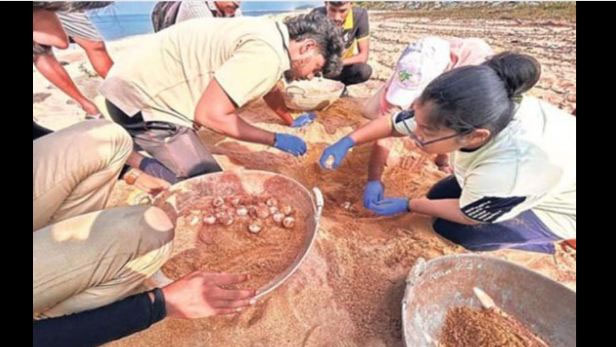ಆಲಿವ್ ರಿಡ್ಲೆ ಕಡಲಾಮೆ ಮೊಟ್ಟೆಯ ಸಂರಕ್ಷಣೆ
