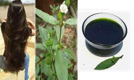 ದಟ್ಟ, ನೀಲ ಕೂದಲು ನಿಮ್ಮದಾಗಬೇಕೆ ಬಳಸಿ ಭೃಂಗರಾಜ