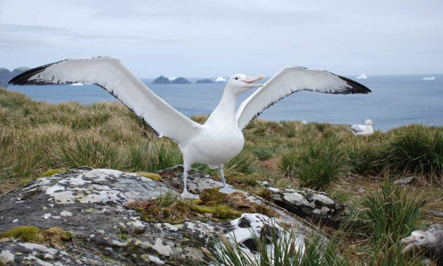 ನಾವು ಹಾರುವ ಸಾಮರ್ಥ್ಯವಿರುವ 8 ದೊಡ್ಡ ಪಕ್ಷಿಗಳನ್ನು ನೊಡೋಣ