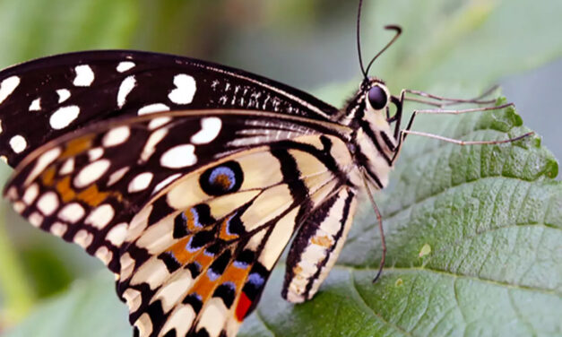 ಬಣ್ಣ ಬಣ್ಣದ ಚಿಟ್ಟೆಯ ನೊಡೋಣ ಬನ್ನಿ ……….