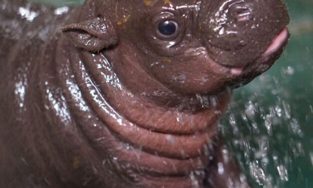 ಏಪ್ರಿಲ್ 8 ರಂದು ಪಿಗ್ಮಿ ಹಿಪ್ಪೋ ದಿನ