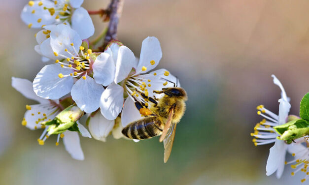 ಮೇ 20 ವಿಶ್ವ ಜೇನುನೊಣ ದಿನ