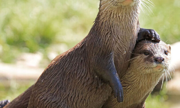 World Otter Day ಮೇ 27 ವಿಶ್ವ ನೀರುನಾಯಿ ದಿನ