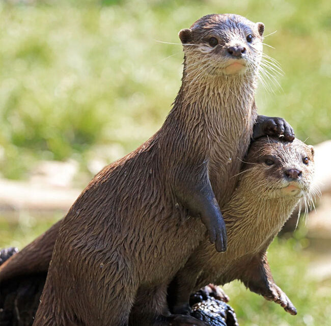 World Otter Day ಮೇ 27 ವಿಶ್ವ ನೀರುನಾಯಿ ದಿನ
