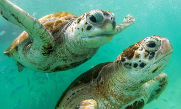 World Turtle Day  ಮೇ 23 ವಿಶ್ವ ಆಮೆ ದಿನ