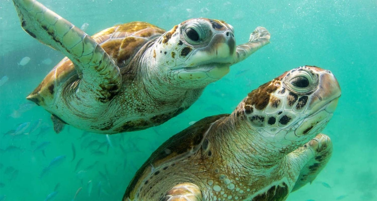 World Turtle Day  ಮೇ 23 ವಿಶ್ವ ಆಮೆ ದಿನ