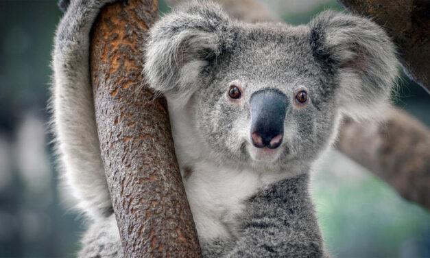 ಮೇ 3 ಅಂತರರಾಷ್ಟ್ರೀಯ ಕಾಡು ಕೋಲಾ ದಿನ