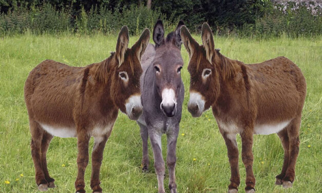 ಪ್ರತಿ ವರ್ಷ ಮೇ 8 ವಿಶ್ವ ಕತ್ತೆ ದಿನ