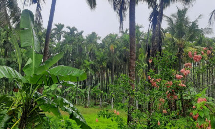 ರಾಜ್ಯದಲ್ಲಿ ಭಾರೀ ಮಳೆ- ದಕ್ಷಿಣ ಕನ್ನಡ ಜಿಲ್ಲೆಗೆ ರೆಡ್ ಅಲರ್ಟ್