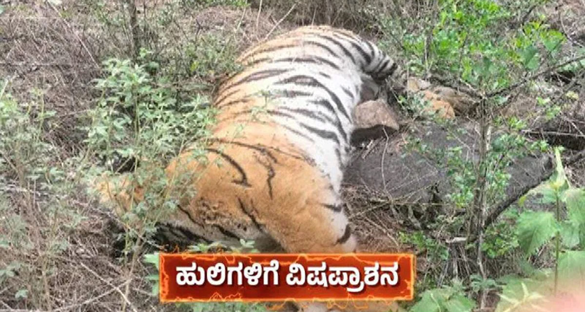 5 ಹುಲಿಗಳ ನಿಗೂಢ ಸಾವು – ವಿಷ ಹಾಕಿದ್ದ ದುಷ್ಕರ್ಮಿ ಸೇರಿ ಐವರು ವಶಕ್ಕೆ