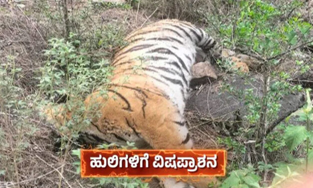 5 ಹುಲಿಗಳ ನಿಗೂಢ ಸಾವು – ವಿಷ ಹಾಕಿದ್ದ ದುಷ್ಕರ್ಮಿ ಸೇರಿ ಐವರು ವಶಕ್ಕೆ