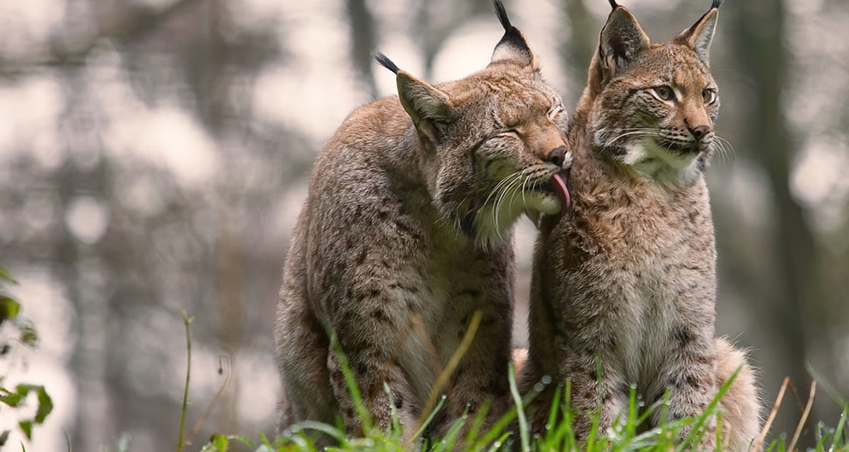 International Lynx Day ಜೂ.11 ಅಂತರಾಷ್ಟ್ರೀಯ ಲಿಂಕ್ಸ್  (ಕಾಡು ಬೆಕ್ಕು) ದಿನ