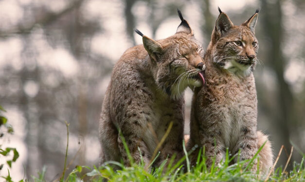 International Lynx Day ಜೂ.11 ಅಂತರಾಷ್ಟ್ರೀಯ ಲಿಂಕ್ಸ್  (ಕಾಡು ಬೆಕ್ಕು) ದಿನ