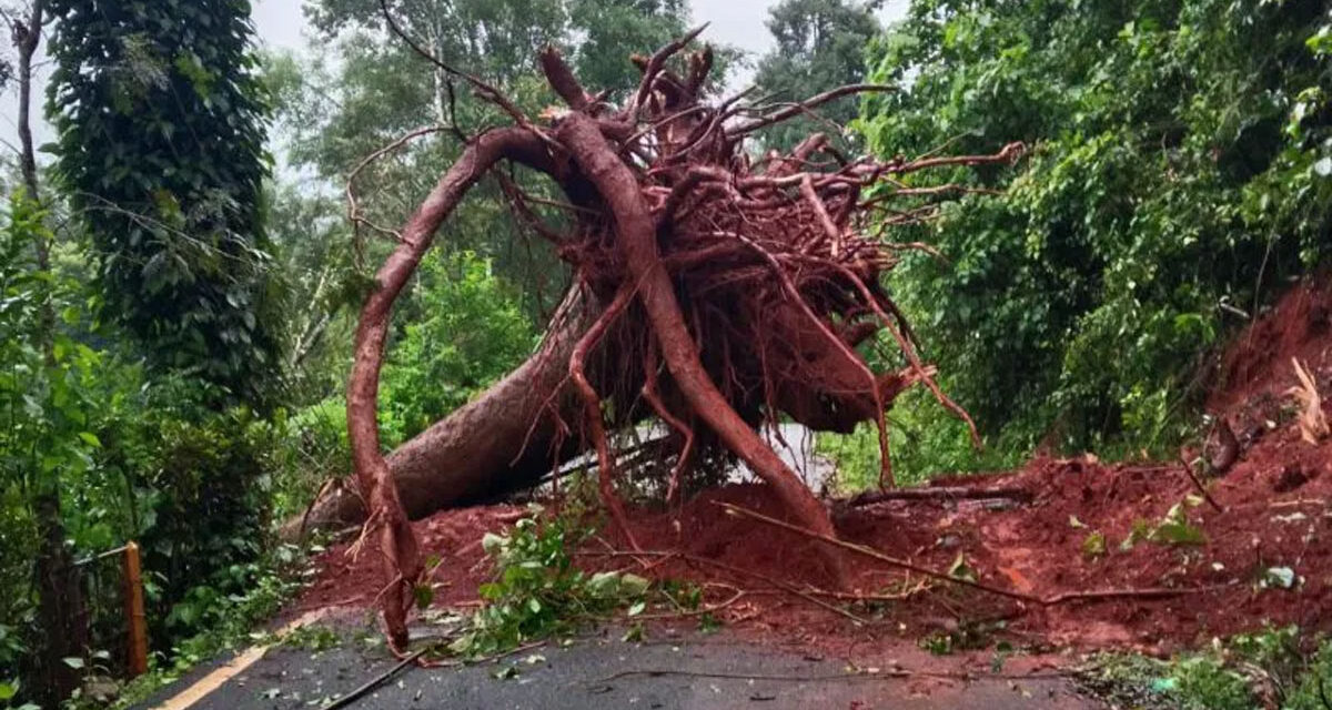 ಗಾಳಿ-ಮಳೆಗೆ ಧರೆಗುರುಳಿದ ಮರ