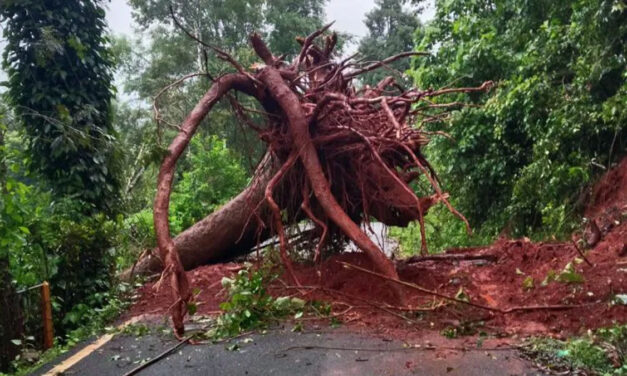 ಗಾಳಿ-ಮಳೆಗೆ ಧರೆಗುರುಳಿದ ಮರ