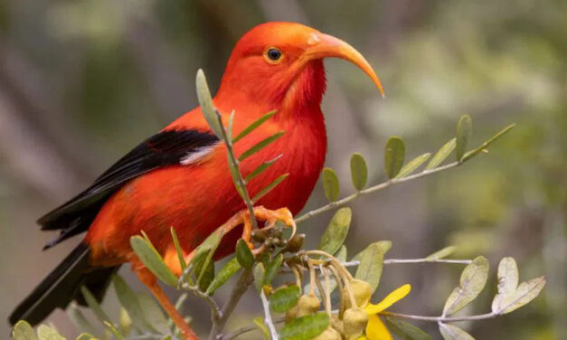 ದೊಡ್ಡ ದೊಡ್ಡ ಡ್ರೋನ್ ಬಳಸಿ ಹವಾಯ್‌ಗೆ ಸೊಳ್ಳೆಗಳ ಬಿಡುಗಡೆ – ಇಲ್ಲದಿದ್ರೆ ಈ ಪ್ರಭೇದವೇ ನಾಶವಾಗುತ್ತಂತೆ!