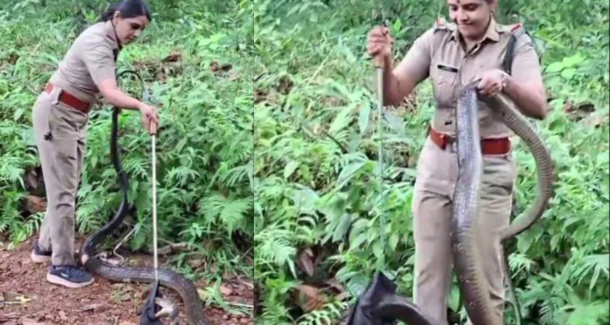 ಕೇರಳ: 6 ನಿಮಿಷದಲ್ಲಿ 16 ಅಡಿ ಉದ್ದದ ಕಾಳಿಂಗ ಸರ್ಪ ಸೆರೆಹಿಡಿದ ಮಹಿಳಾ ಅರಣ್ಯಾಧಿಕಾರಿ