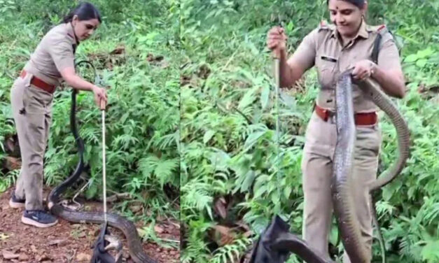 ಕೇರಳ: 6 ನಿಮಿಷದಲ್ಲಿ 16 ಅಡಿ ಉದ್ದದ ಕಾಳಿಂಗ ಸರ್ಪ ಸೆರೆಹಿಡಿದ ಮಹಿಳಾ ಅರಣ್ಯಾಧಿಕಾರಿ