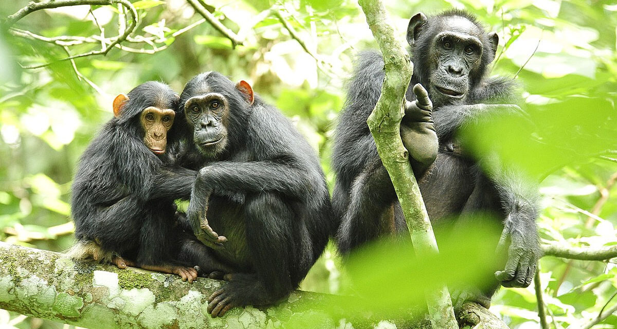 World Chimpanzee Day ಜುಲೈ 14 ವಿಶ್ವ ಚಿಂಪಾಂಜಿ ದಿನ
