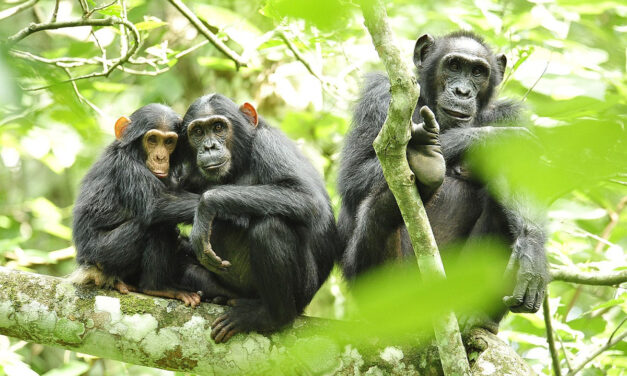 World Chimpanzee Day ಜುಲೈ 14 ವಿಶ್ವ ಚಿಂಪಾಂಜಿ ದಿನ