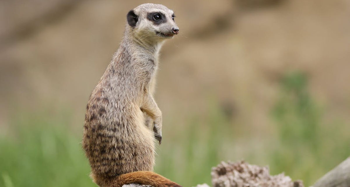July 3rd World Meerkat Day ( ಮೀರ್‌ಕ್ಯಾಟ್‌ ದಿನ)