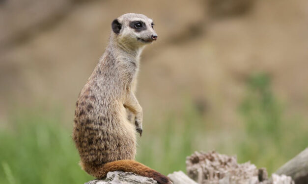 July 3rd World Meerkat Day ( ಮೀರ್‌ಕ್ಯಾಟ್‌ ದಿನ)