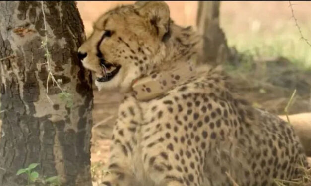 ಕುನೋ ರಾಷ್ಟ್ರೀಯ ಉದ್ಯಾನವನದಲ್ಲಿ ಗಾಯಗೊಂಡಿದ್ದ ಹೆಣ್ಣು ಚೀತಾ ಸಾವು