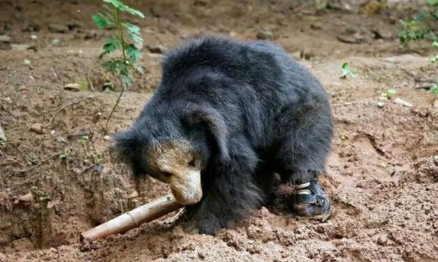 ವಿಶ್ವದಲ್ಲೇ ಮೊದಲ ಬಾರಿಗೆ ಕರಡಿಗೆ ಕೃತಕ ಕಾಲು ಜೋಡಣೆ – ಬನ್ನೇರುಘಟ್ಟ ಜೈವಿಕ ಉದ್ಯಾನದಲ್ಲಿ ಯಶಸ್ವಿ ಕಾರ್ಯ