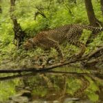 ಅಂತಾರಾಷ್ಟ್ರೀಯ ಚಿರತೆ ದಿನದಂದು ಎಲ್ಲಾ ವನ್ಯಜೀವಿ ಪ್ರೇಮಿಗಳಿಗೆ ಶುಭ ಕೋರಿದ ಪ್ರಧಾನಮಂತ್ರಿ