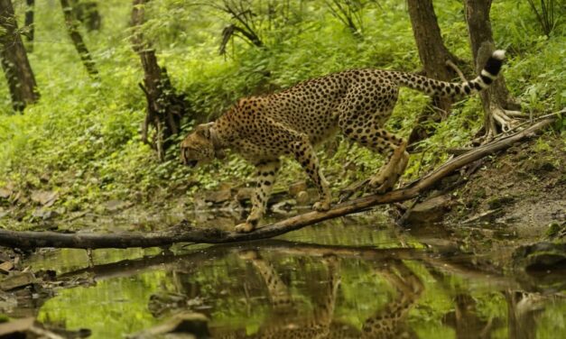 ಅಂತಾರಾಷ್ಟ್ರೀಯ ಚಿರತೆ ದಿನದಂದು ಎಲ್ಲಾ ವನ್ಯಜೀವಿ ಪ್ರೇಮಿಗಳಿಗೆ ಶುಭ ಕೋರಿದ ಪ್ರಧಾನಮಂತ್ರಿ