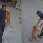 ಮುಂಬೈ : ಸೆಕ್ಯೂರಿಟಿ ಗಾರ್ಡ್ ಮೇಲೆ ನಾಯಿ ದಾಳಿ –  ದೃಶ್ಯ ಸಿಸಿಟಿವಿಯಲ್ಲಿ ಸೆರೆ