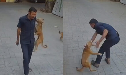 ಮುಂಬೈ : ಸೆಕ್ಯೂರಿಟಿ ಗಾರ್ಡ್ ಮೇಲೆ ನಾಯಿ ದಾಳಿ –  ದೃಶ್ಯ ಸಿಸಿಟಿವಿಯಲ್ಲಿ ಸೆರೆ