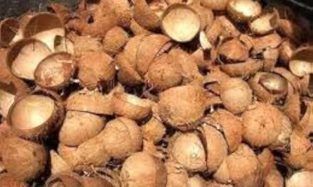 ಕರಾವಳಿಯಲ್ಲಿ ತೆಂಗಿನ ಚಿಪ್ಪು (ಗೆರೆಟೆ) ಹೆಚ್ಚಿದ ಭಾರೀ ಬೇಡಿಕೆ : ತೆಂಗಿನ ಚಿಪ್ಪುಗಳಿಗೆ ಈ ರೀತಿಯ ಬೇಡಿಕೆಗೆ ಕಾರಣವಾದರೂ ಏನು ? 