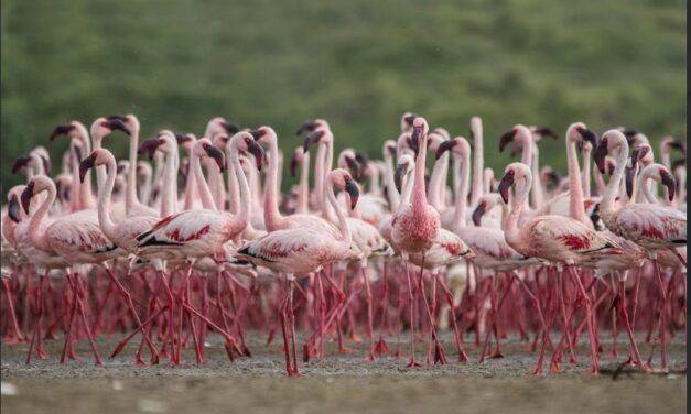 ಪಾಟ್ನಾ ಪಕ್ಷಿಧಾಮ ಮತ್ತು ಛಾರಿ-ಧಂಡ್ ನಲ್ಲಿ ಹೊಸ ರಾಮ್ಸರ್ ತಾಣಗಳನ್ನು ಸ್ವಾಗತಿಸಿದ ಪ್ರಧಾನಮಂತ್ರಿ