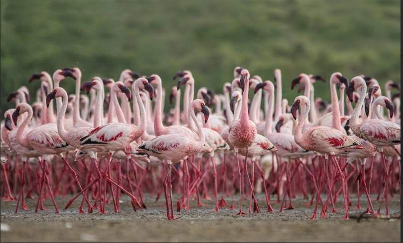 ಪಾಟ್ನಾ ಪಕ್ಷಿಧಾಮ ಮತ್ತು ಛಾರಿ-ಧಂಡ್ ನಲ್ಲಿ ಹೊಸ ರಾಮ್ಸರ್ ತಾಣಗಳನ್ನು ಸ್ವಾಗತಿಸಿದ ಪ್ರಧಾನಮಂತ್ರಿ