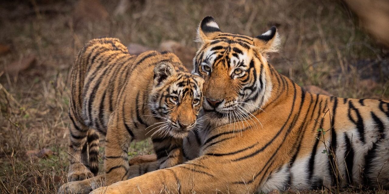 ವಿಶ್ವ ವನ್ಯಜೀವಿ ದಿನದಂದು ವನ್ಯಜೀವಿ ಸಂರಕ್ಷಣೆಗೆ ಬದ್ಧತೆಯನ್ನು ಪುನರುಚ್ಚರಿಸಿದ ಪ್ರಧಾನಮಂತ್ರಿ
