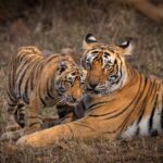 ವಿಶ್ವ ವನ್ಯಜೀವಿ ದಿನದಂದು ವನ್ಯಜೀವಿ ಸಂರಕ್ಷಣೆಗೆ ಬದ್ಧತೆಯನ್ನು ಪುನರುಚ್ಚರಿಸಿದ ಪ್ರಧಾನಮಂತ್ರಿ