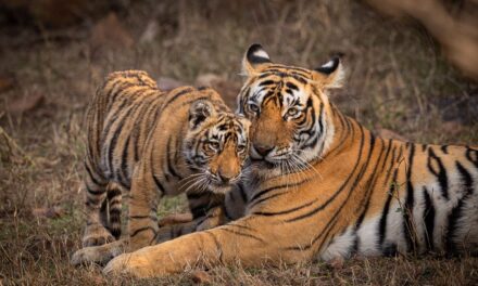 ವಿಶ್ವ ವನ್ಯಜೀವಿ ದಿನದಂದು ವನ್ಯಜೀವಿ ಸಂರಕ್ಷಣೆಗೆ ಬದ್ಧತೆಯನ್ನು ಪುನರುಚ್ಚರಿಸಿದ ಪ್ರಧಾನಮಂತ್ರಿ