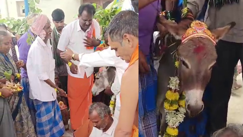 ಮಳೆಗಾಗಿ ಕತ್ತೆಗಳಿಗೆ ಅದ್ದೂರಿ ಮದುವೆ – ಸಾವಿರಾರು ಮಂದಿಗೆ ಭರ್ಜರಿ ಭೋಜನ!