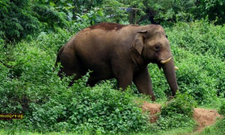 ಕೊಡಗು | ನಾಯಿ ಅಟ್ಟಿಸಿಕೊಂಡು ಬಂದಿದ್ದ ಕಾಡಾನೆ ದಾಳಿಗೆ ಸಿಕ್ಕಿ ಬೆಂಗಳೂರು ಪ್ರವಾಸಿಗ ಬಲಿ