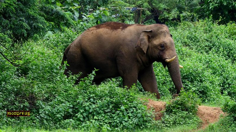 ಕೊಡಗು | ನಾಯಿ ಅಟ್ಟಿಸಿಕೊಂಡು ಬಂದಿದ್ದ ಕಾಡಾನೆ ದಾಳಿಗೆ ಸಿಕ್ಕಿ ಬೆಂಗಳೂರು ಪ್ರವಾಸಿಗ ಬಲಿ